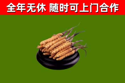 炎陵烟酒回收冬虫夏草.jpg